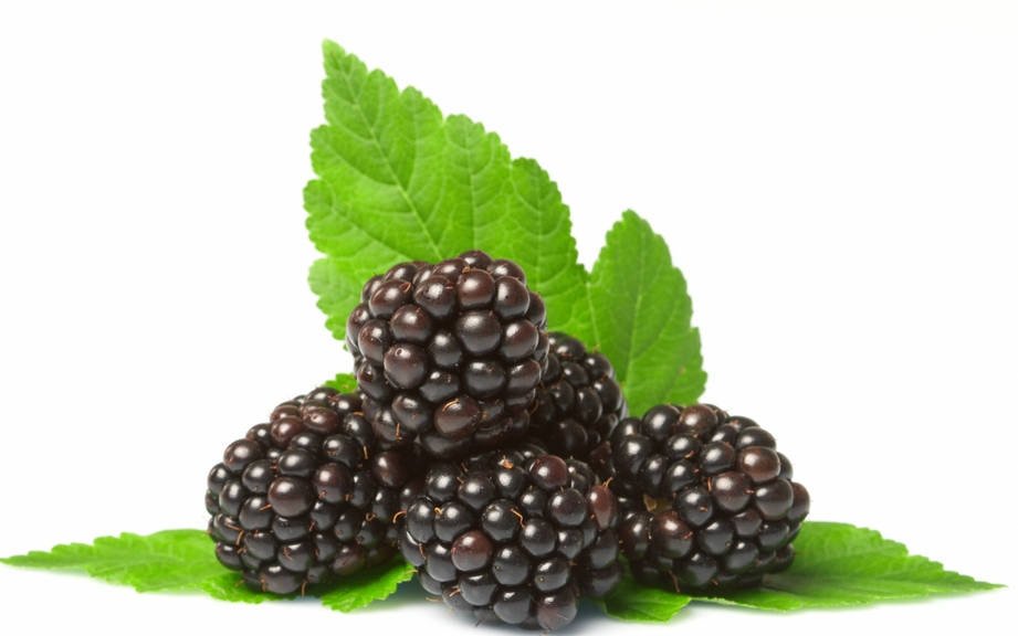 How to Say “Blackberry” in French? What is the meaning of “Mûre”?