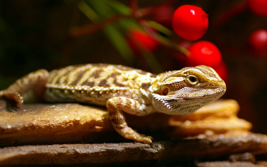 How to Say “Lizard” in French? What is the meaning of “Lézard”?