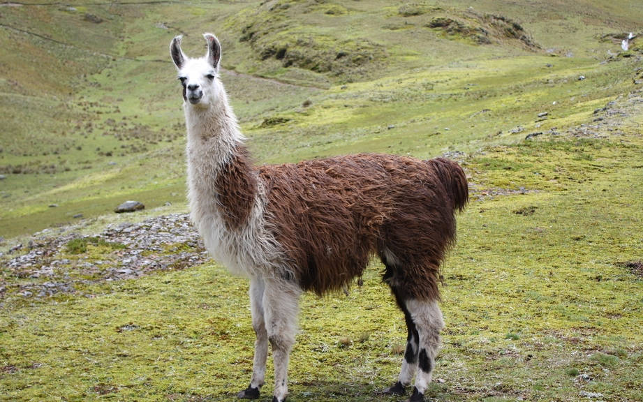 How to Say “Llama” in French? What is the meaning of “Lama”?