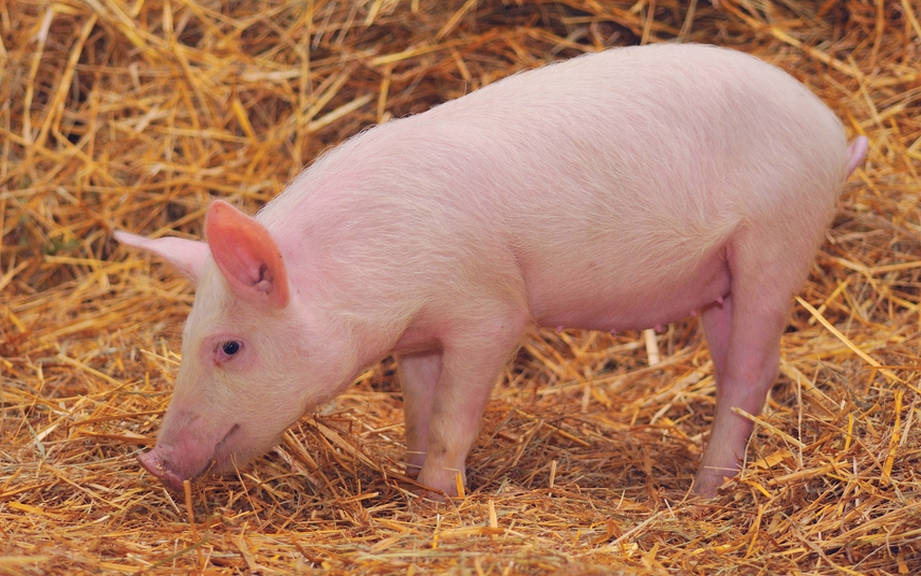 How to Say “Pig” in French? What is the meaning of “Cochon”?
