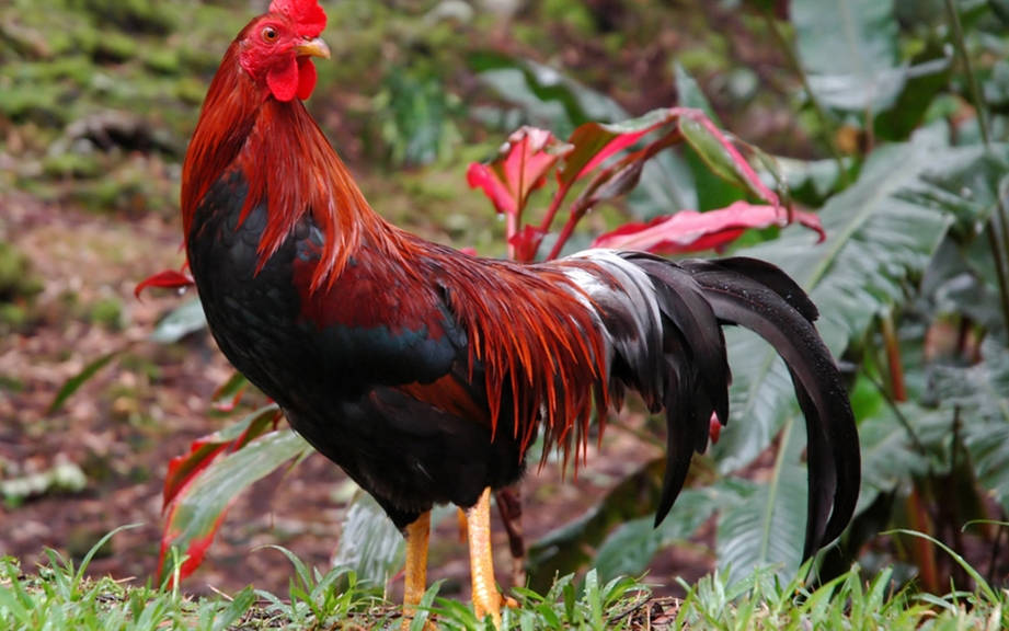 How to Say “Rooster” in French? What is the meaning of “Coq”?