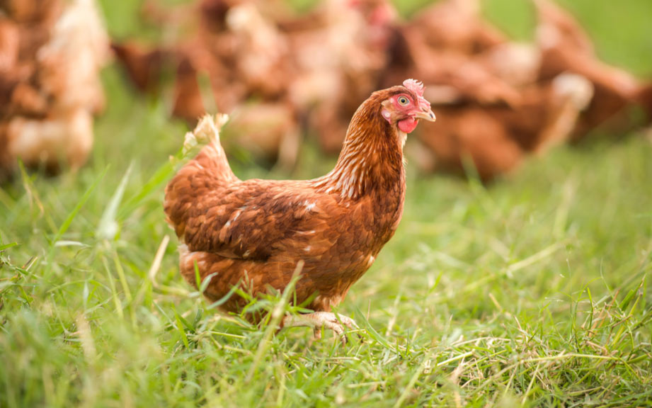 How to Say “Chicken” in French? What is the meaning of “Poule”?