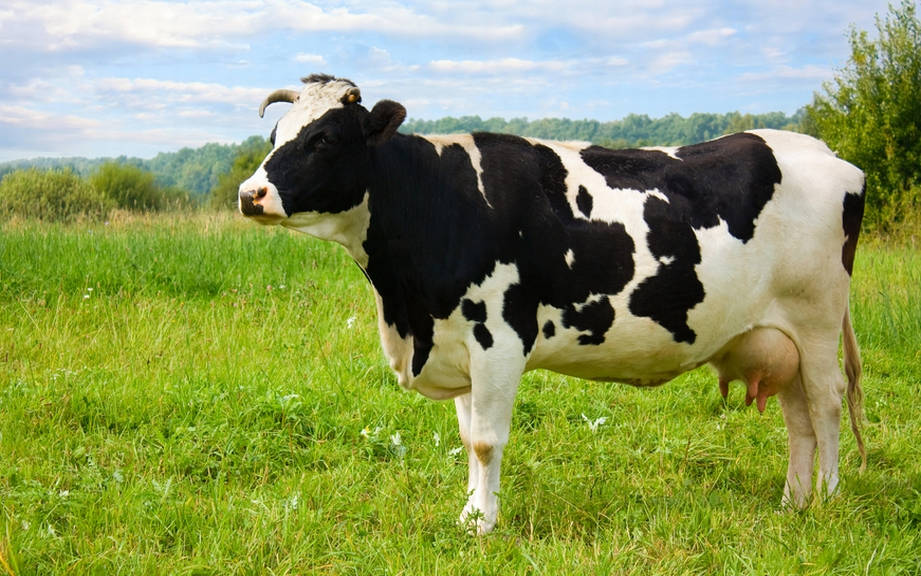 How to Say “Cow” in French? What is the meaning of “Vache”?