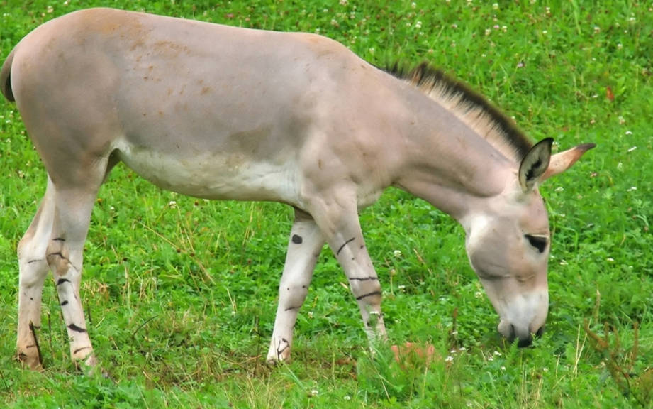 How to Say “Donkey” in French? What is the meaning of “Âne”?