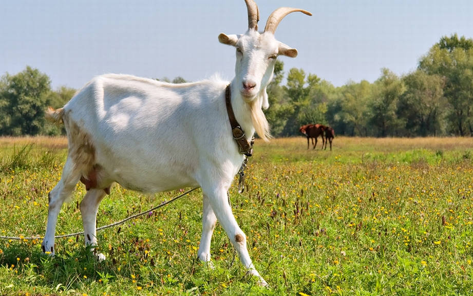 How to Say “Goat” in French? What is the meaning of “Chèvre”?