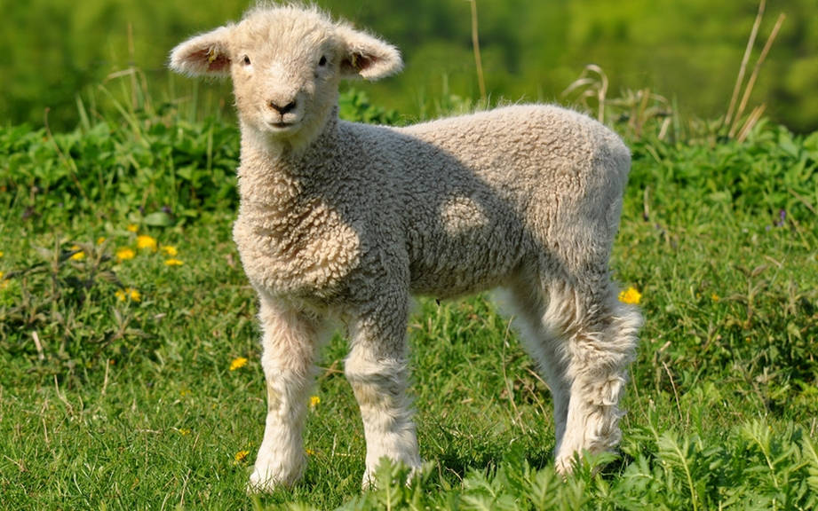 How to Say “Lamb” in French? What is the meaning of “Agneau”?