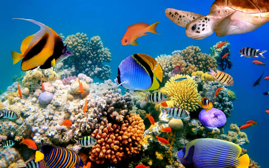 Learn French with OUINO: Aquatic animals