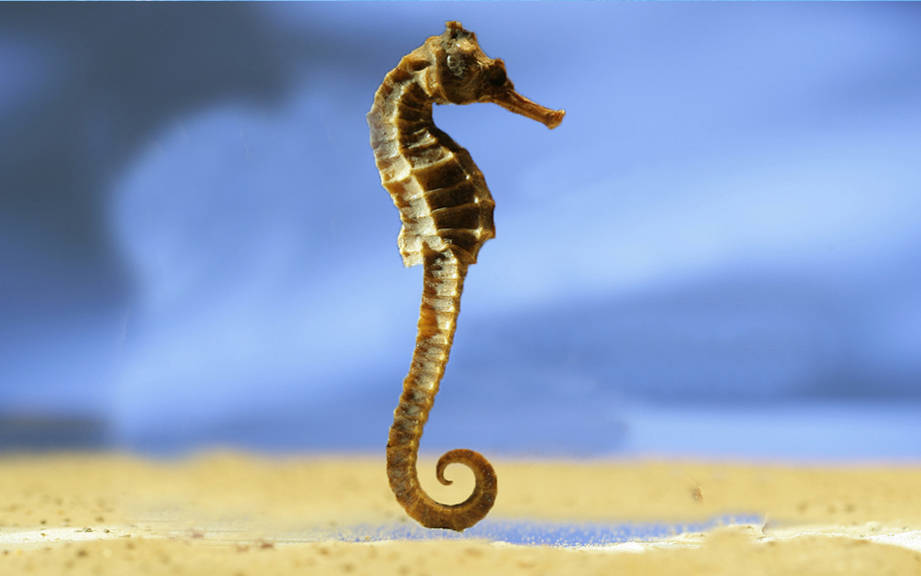 How to Say “Sea horse” in French? What is the meaning of “Hippocampe”?