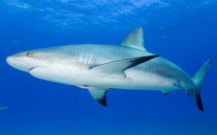 How to Say “Shark” in French? What is the meaning of “Requin”?