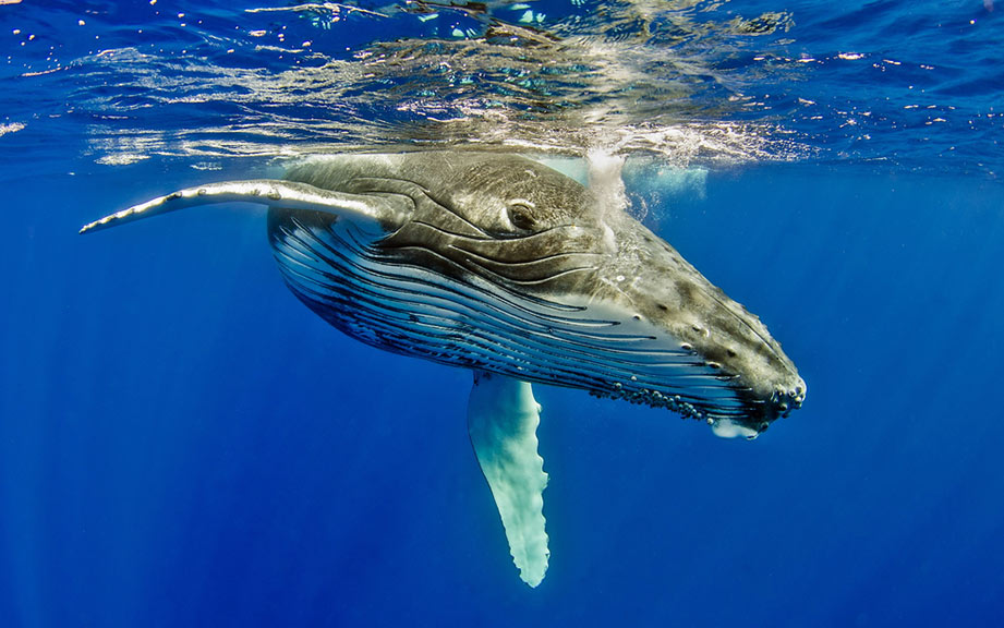 How to Say “Whale” in French? What is the meaning of “Baleine”?