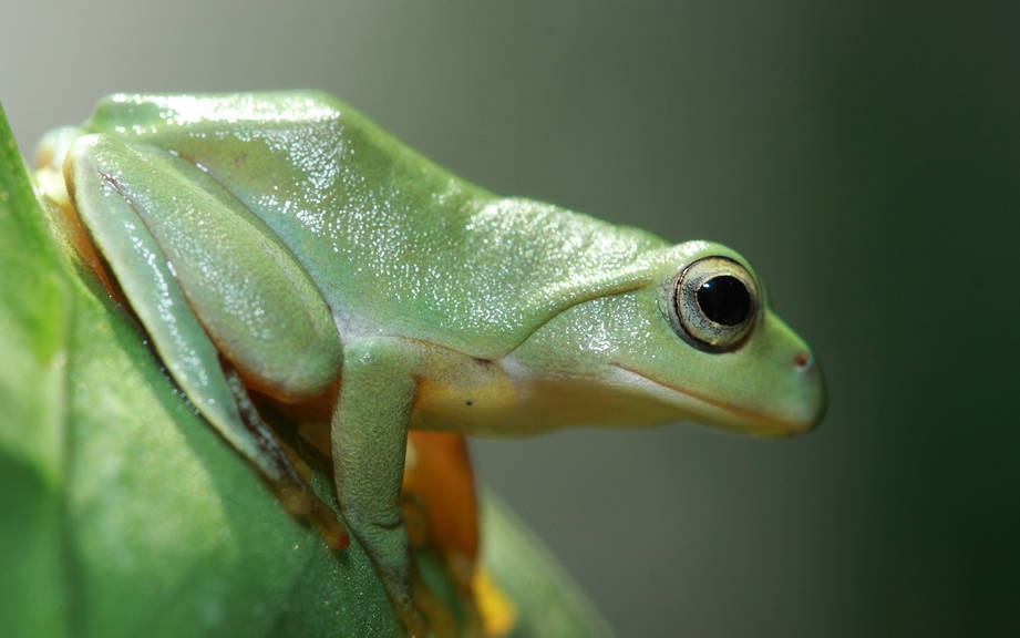 How to Say “Frog” in French? What is the meaning of “Grenouille”?