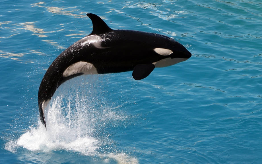 How to Say “Killer whale” in French? What is the meaning of “Épaulard”?