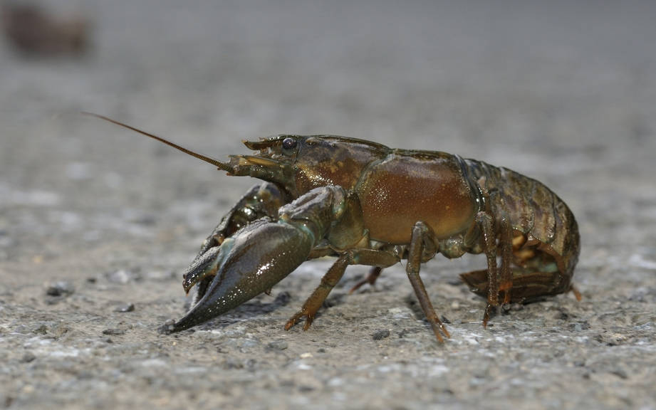 How to Say “Lobster” in French? What is the meaning of “Homard”?