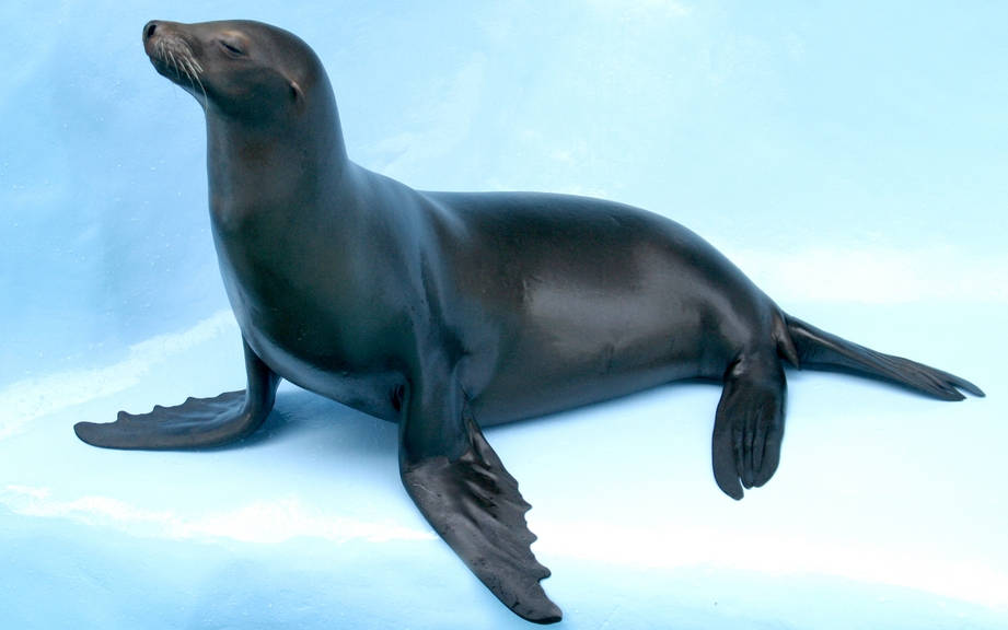 How to Say “Seal” in French? What is the meaning of “Phoque”? - OUINO