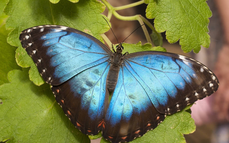 How to Say “Butterfly” in French? What is the meaning of “Papillon”?