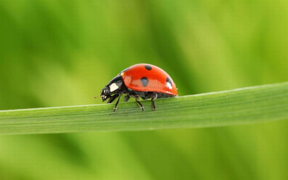 How to Say “Ladybug” in French? What is the meaning of “Coccinelle