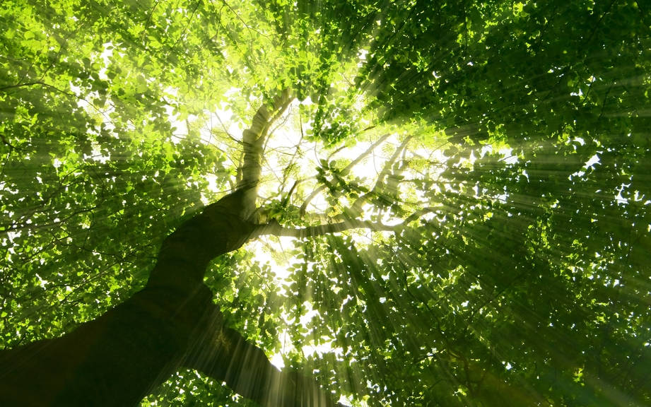 How to Say “Tree” in French? What is the meaning of “Arbre”? OUINO