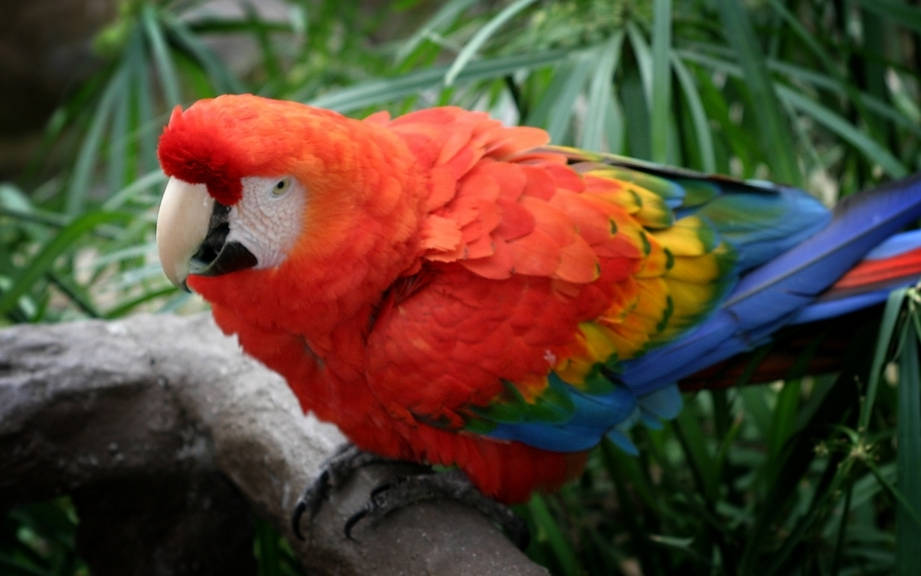 How to Say “Parrot” in German? What is the meaning of “Papagei”?