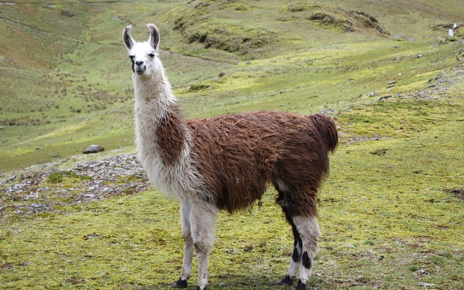 How to Say “Llama” in German? What is the meaning of “Lama”?