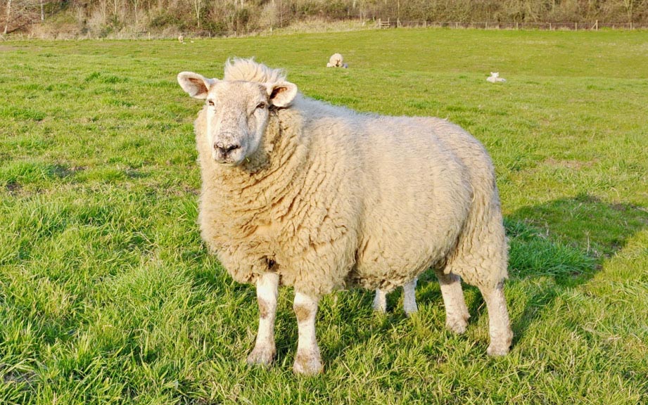 How to Say “Sheep” in German? What is the meaning of “Schaf”?