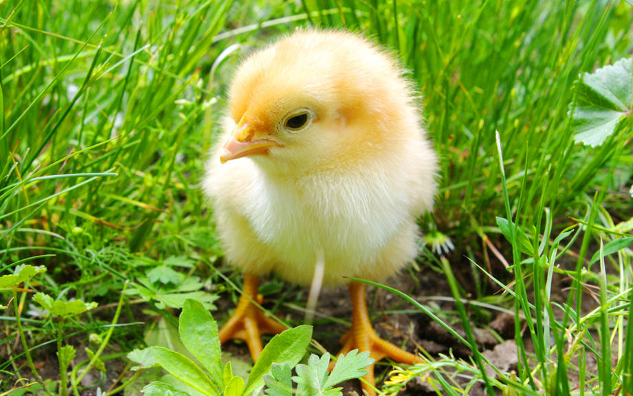 How to Say “Chick” in German? What is the meaning of “Küken”?