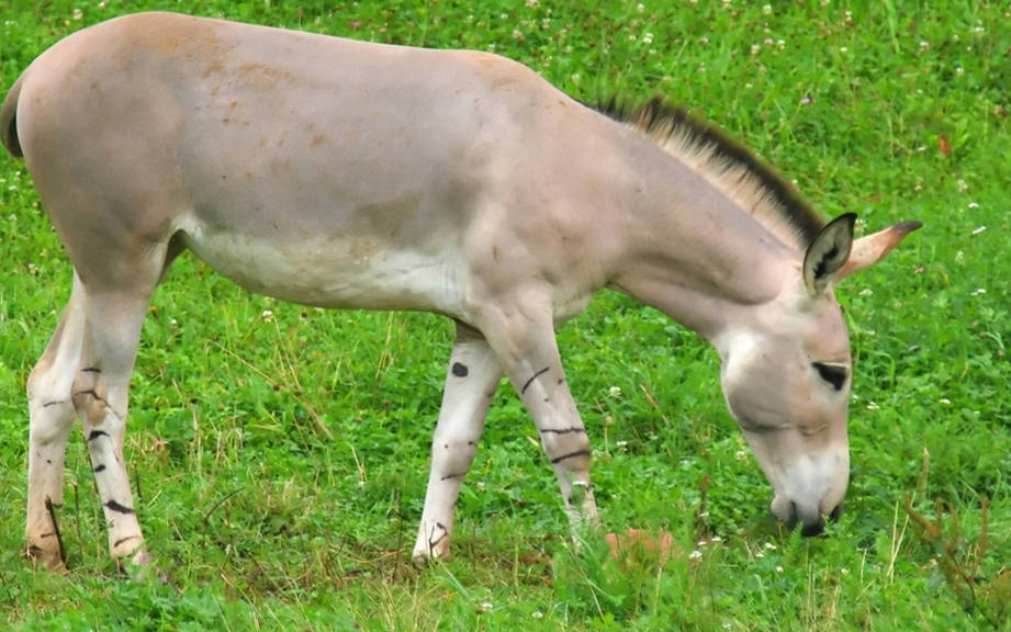 How to Say “Donkey” in German? What is the meaning of “Esel”?