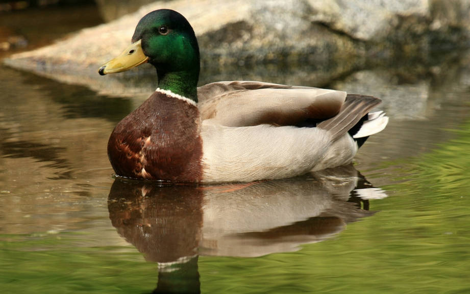 How to Say “Duck” in German? What is the meaning of “Ente”?