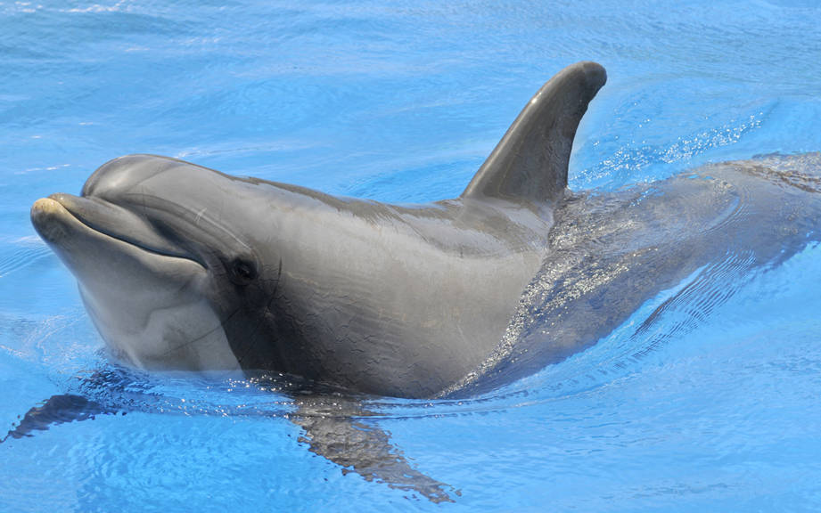 How to Say “Dolphin” in German? What is the meaning of “Delfin”?