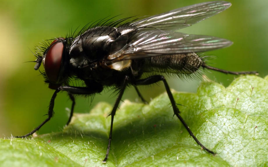 How to Say “Fly” in German? What is the meaning of “Fliege”?