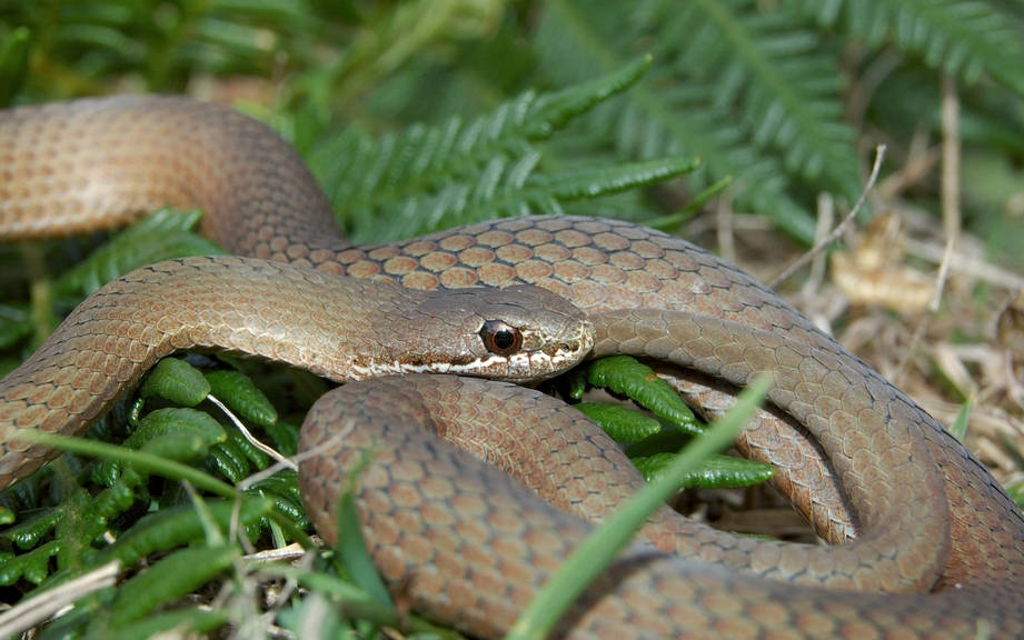 Il serpente tuttofare, Running Snake in Italian