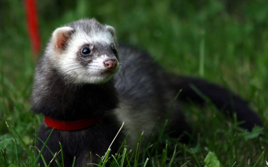 How to Say “Ferret” in Italian? What is the meaning of “Furretto”?