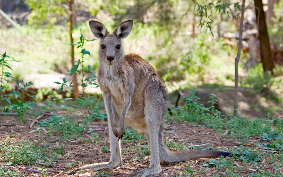 how to spell kangaroo