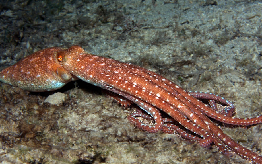 How to Say “Octopus” in Italian? What is the meaning of “Piovra”?
