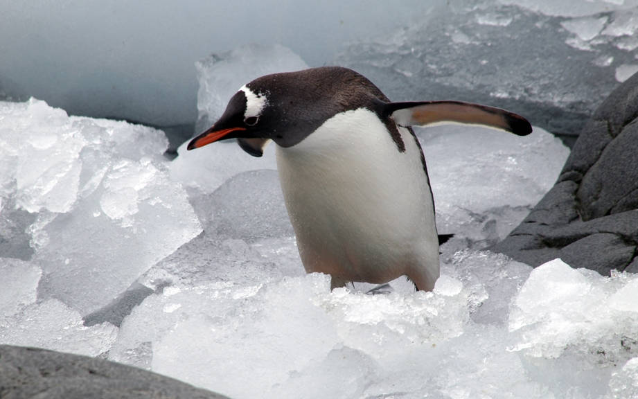 How to Say “Penguin” in Italian? What is the meaning of “Pinguino”?