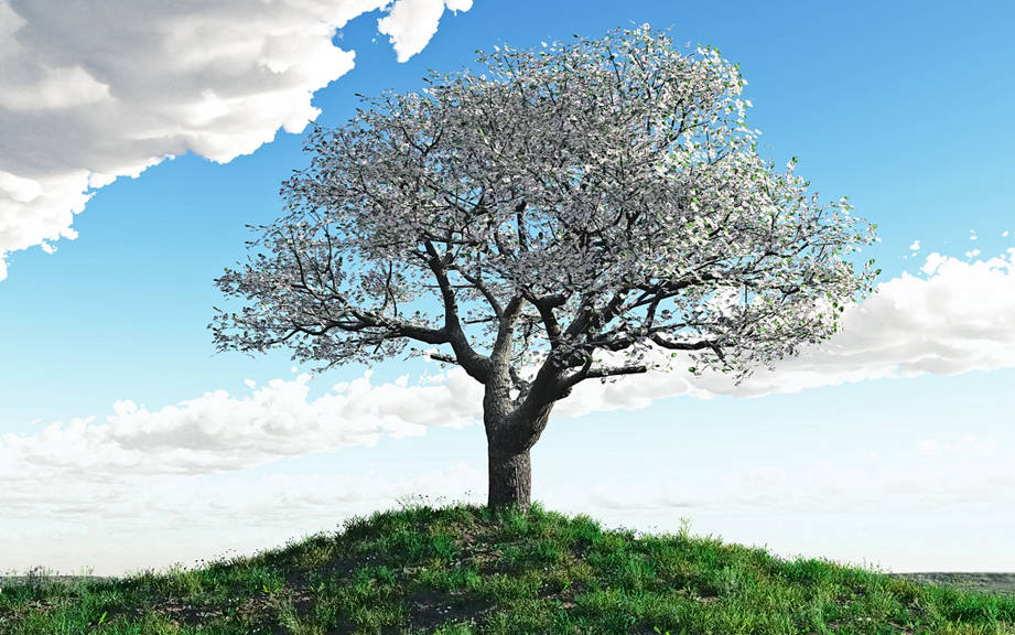 How to Say “Spring” in Italian? What is the meaning of “Primavera”?