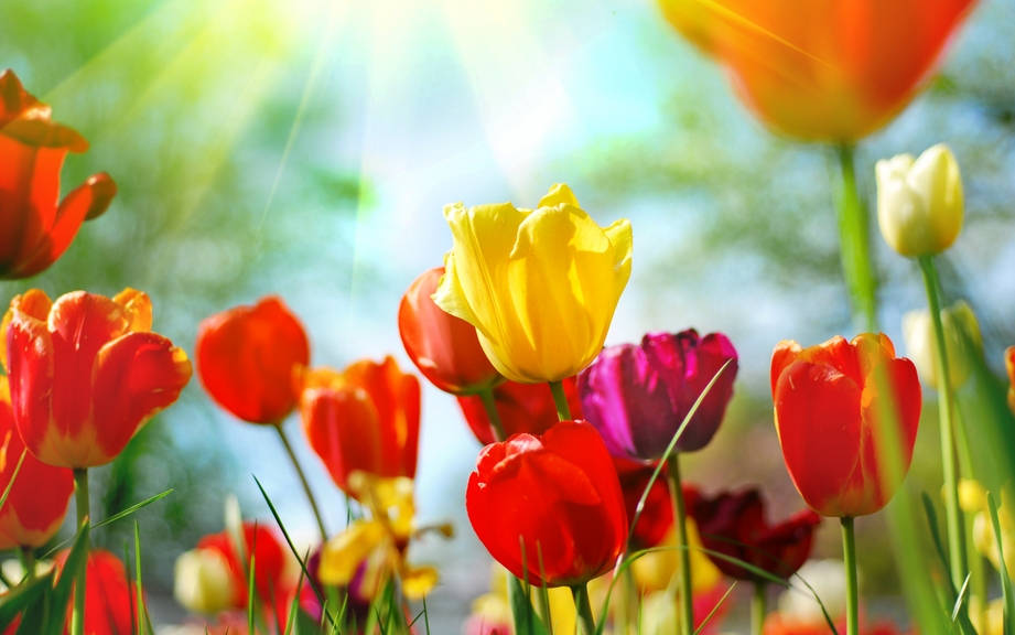 How to Say “Flowers” in Italian? What is the meaning of “Fiori”?