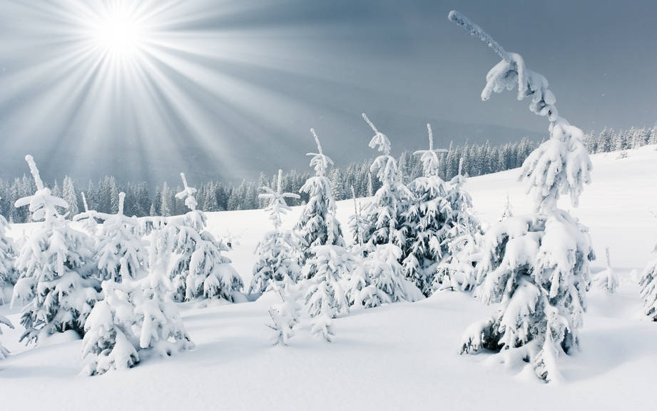 How to Say “White” in Italian? What is the meaning of “Bianco”?