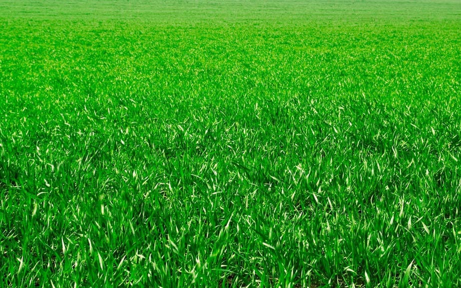 How to Say “Green” in Italian? What is the meaning of “Verde”?