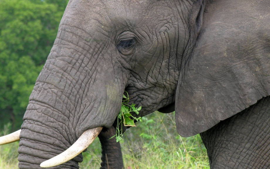 How to Say “Grey” in Italian? What is the meaning of “Grigio”?