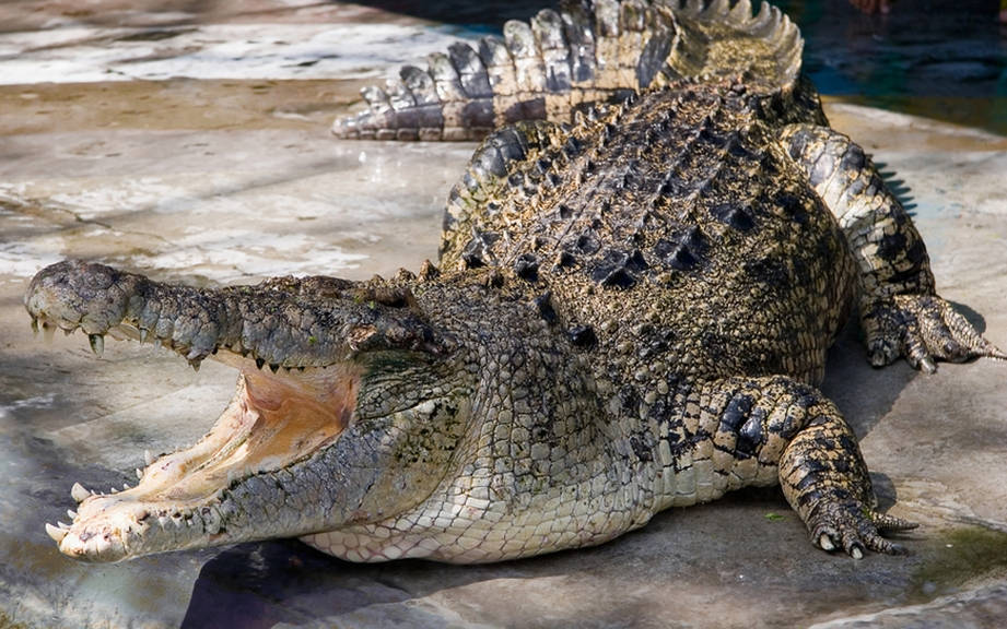 How to Say “Crocodile” in Spanish? What is the meaning of “Cocodrilo”?