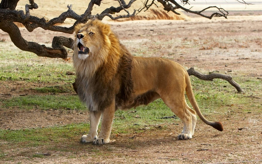 how to say lion in spanish
