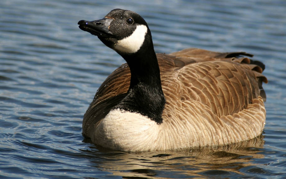 how to say goose in spanish