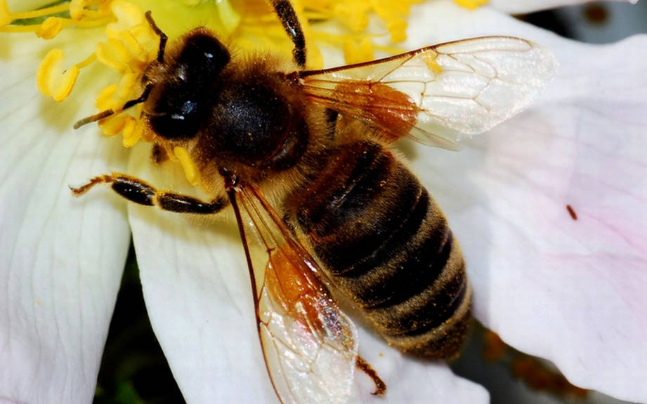 How to Say “Bee” in Spanish? What is the meaning of “Abeja ...