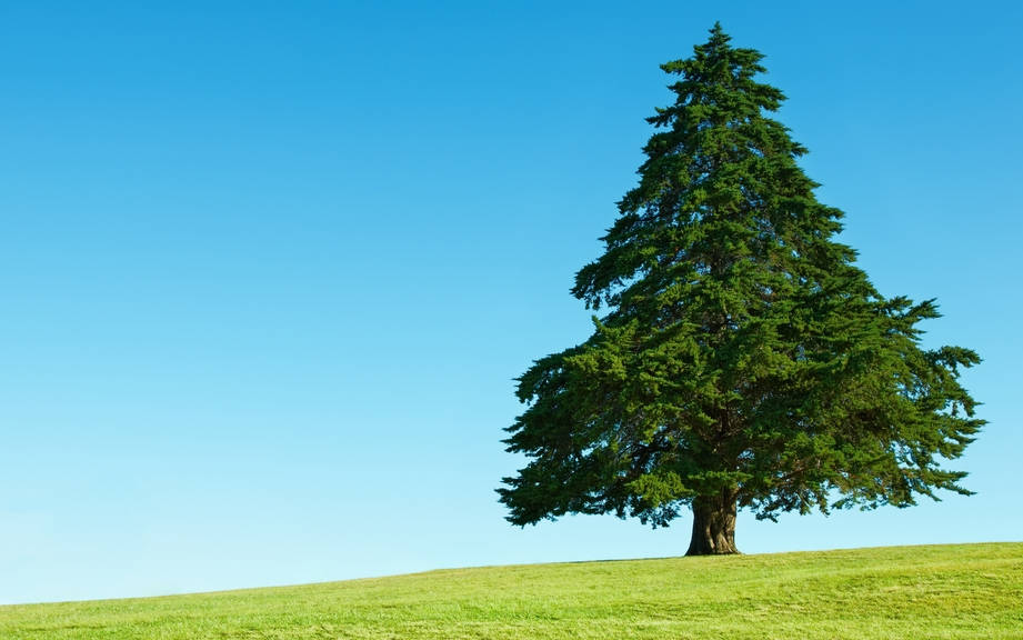 How to Say “Tree” in Spanish? What is the meaning of “Árbol”?
