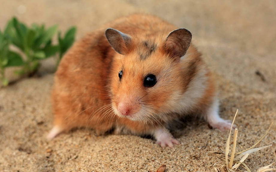 Un hamster