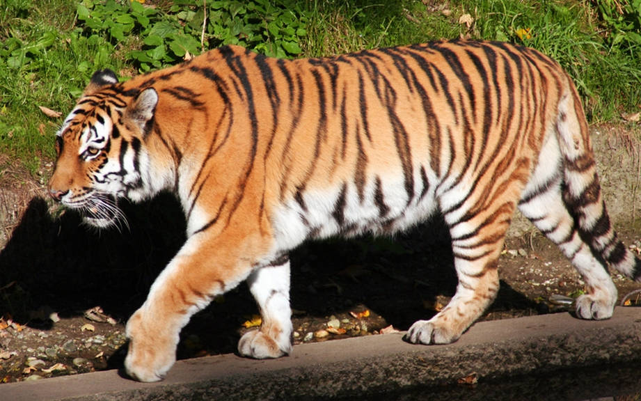 How to Say “Tiger” in Spanish? What is the meaning of “Tigre”? - OUINO