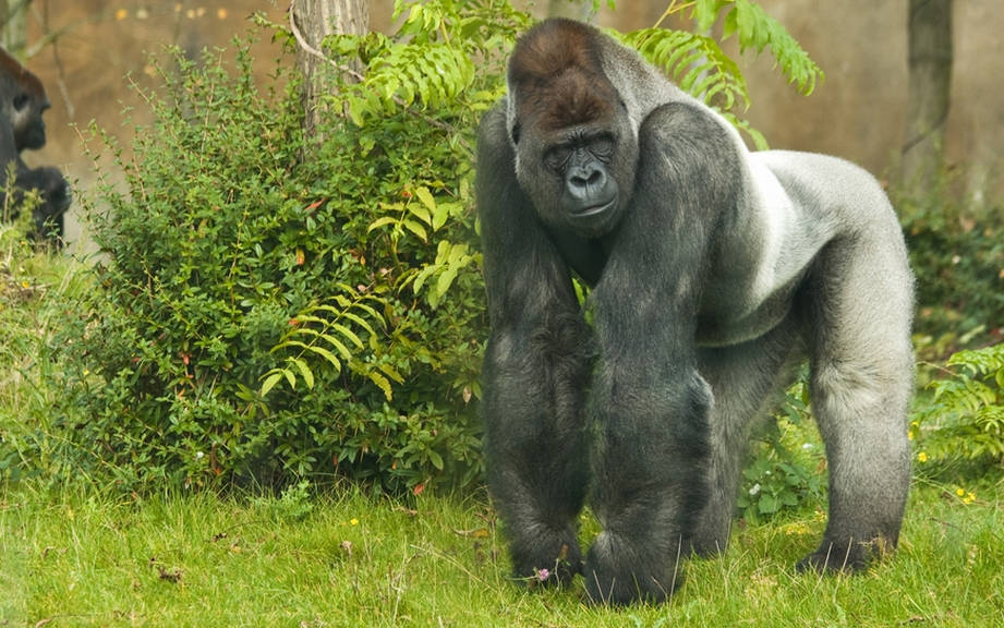 How to Say “Gorilla” in Spanish? What is the meaning of “Gorila”? - OUINO