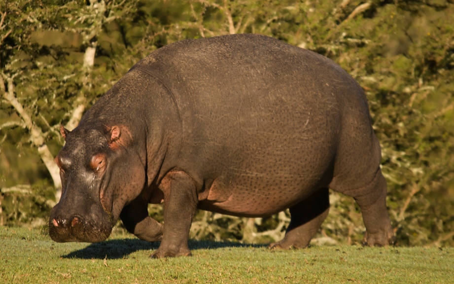 How to Say “Hippopotamus” in Spanish? What is the meaning of “Hipopótamo”?  - OUINO