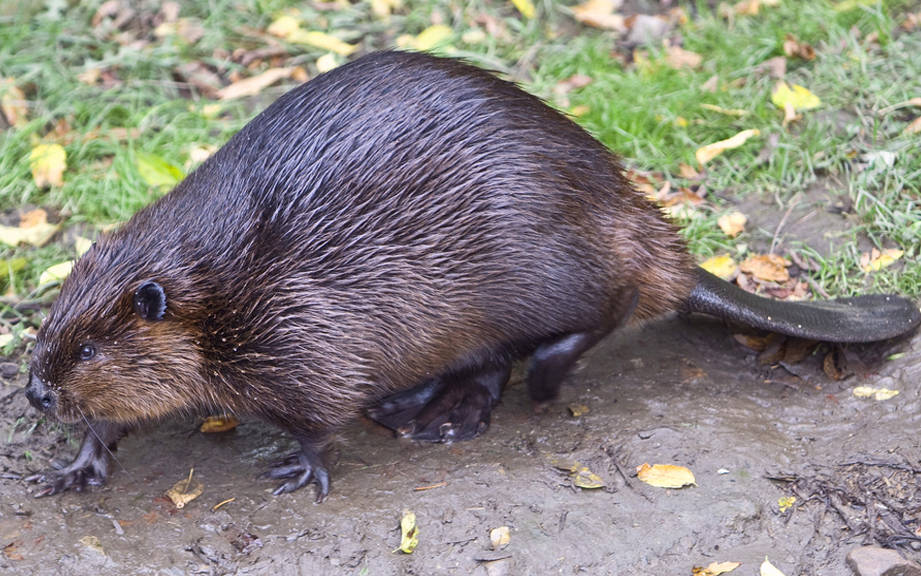 How to Say “Beaver” in Spanish? What is the meaning of “Castor”? - OUINO