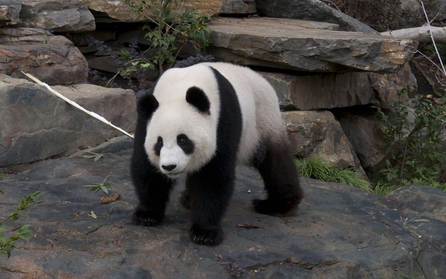 How to Say “Panda” in Spanish? What is the meaning of “Oso panda”? - OUINO